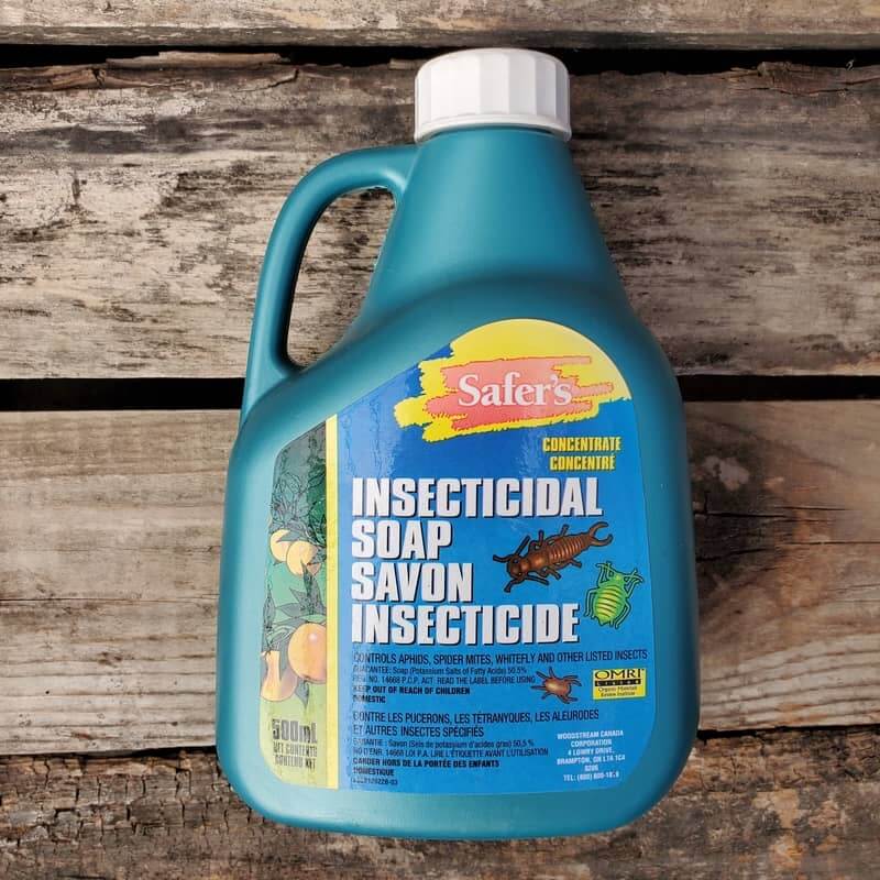 Savon insecticide