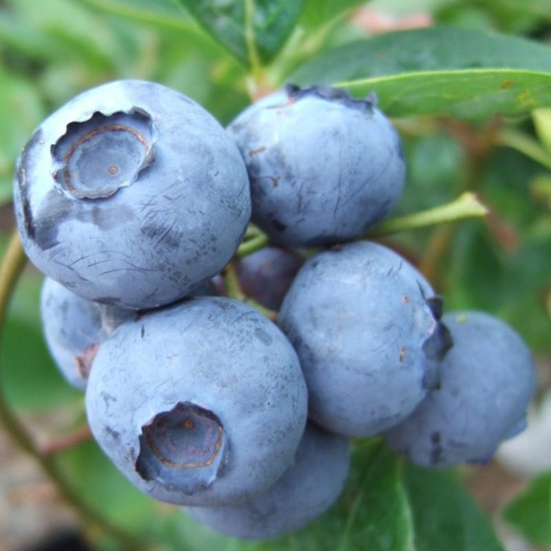 https://www.jardinz.com/wp-content/uploads/2021/12/bleuet-bluegold-blueberry-vaccinium.jpg