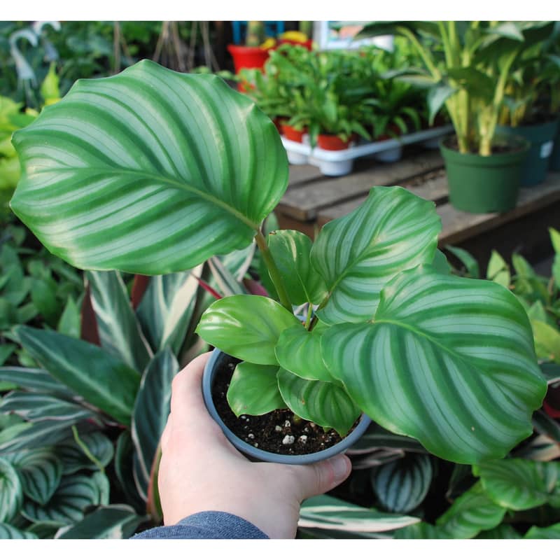 Achetez maintenant une plante d'intérieur Calathéa orbifolia avec panier
